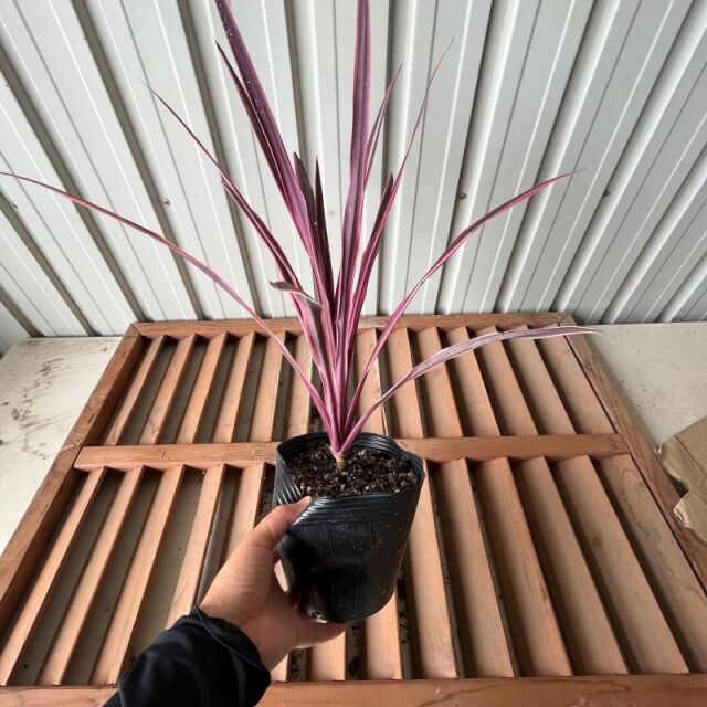 コルディリーネ　ピンクパッション　植木組合