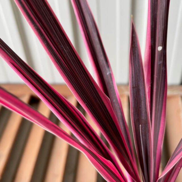 コルディリーネ　ピンクパッション　こるでぃりーね　ぴんくぱっしょん　葉　植木組合