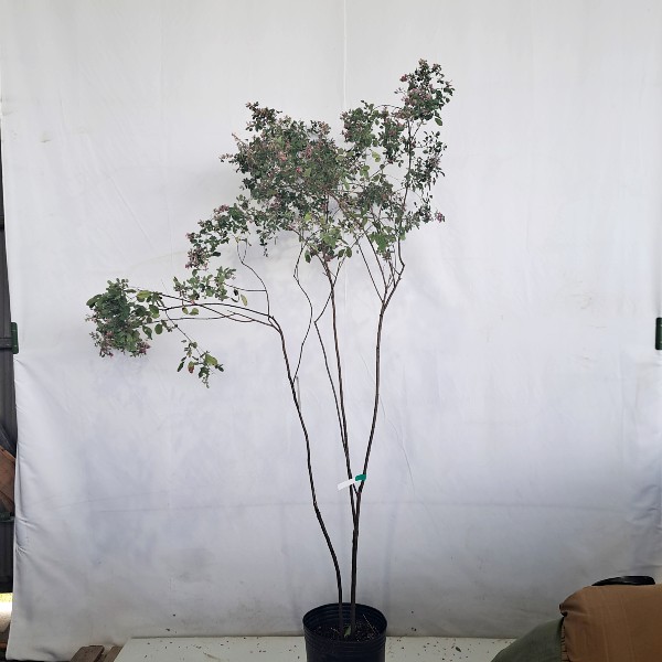 人気の植木、庭木 シンボルツリー 花木 苗木 低木 下草 グランド