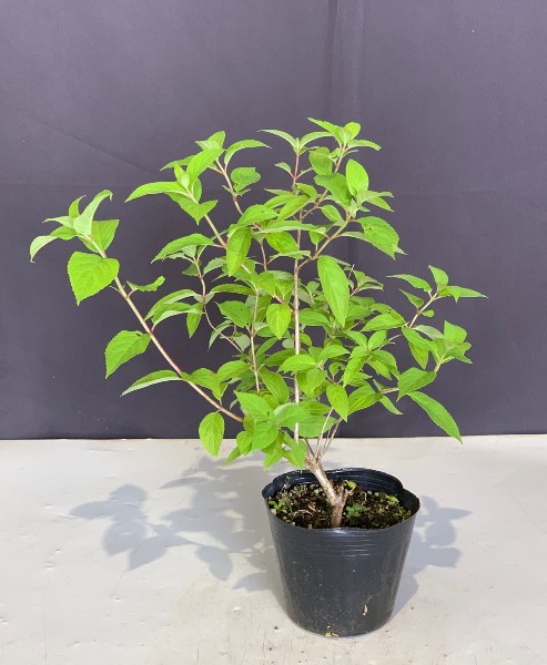アジサイ （紫陽花） 苗 高さ約30cm 人気 植木 庭木 落葉低木