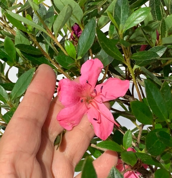 サツキツツジ　　葉　植木組合　皐月　さつき　つつじ　常緑低木