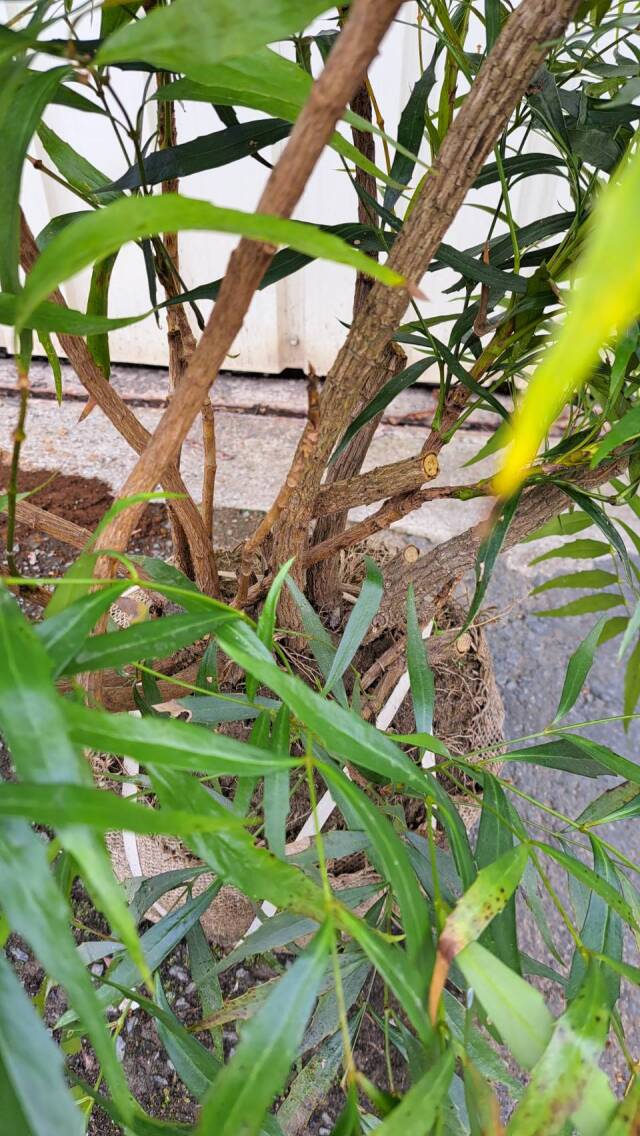 マホニアコンフーサ　コンフューサ　現物　ヒイラギナンテン　植木組合