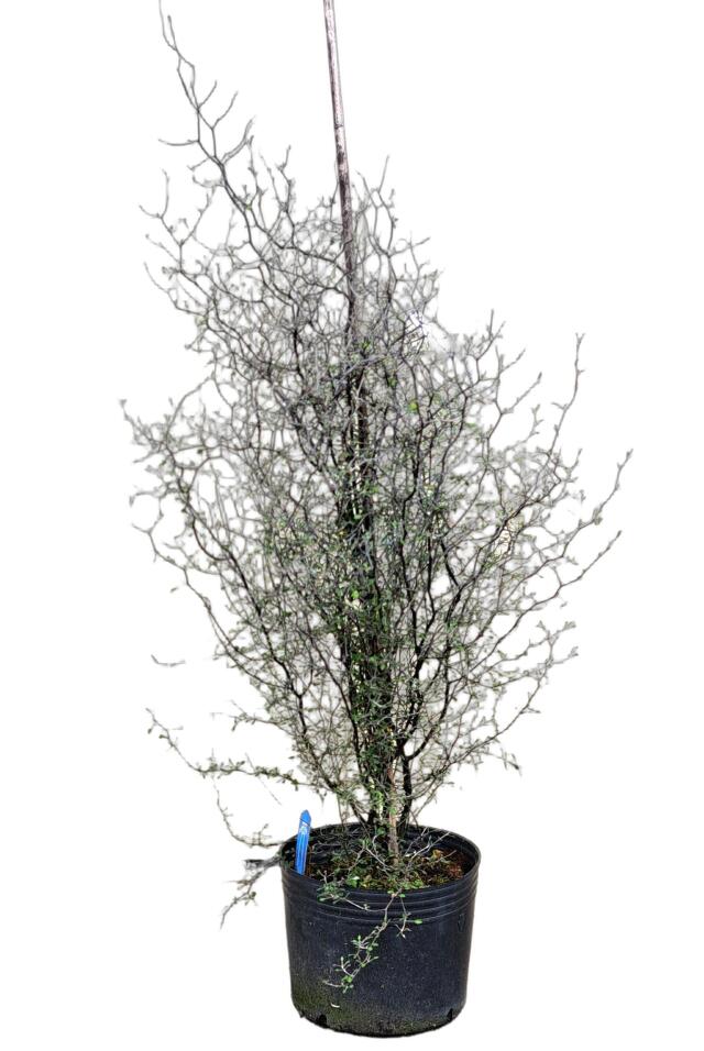 コロキア　ワイヤースター　植木組合