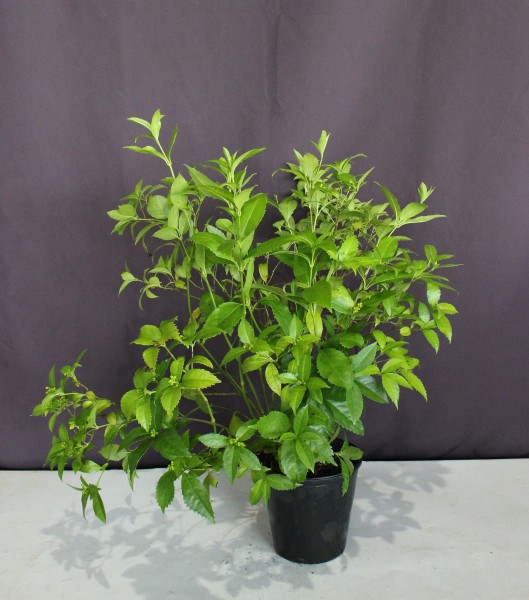 人気 植木 庭木 現品販売