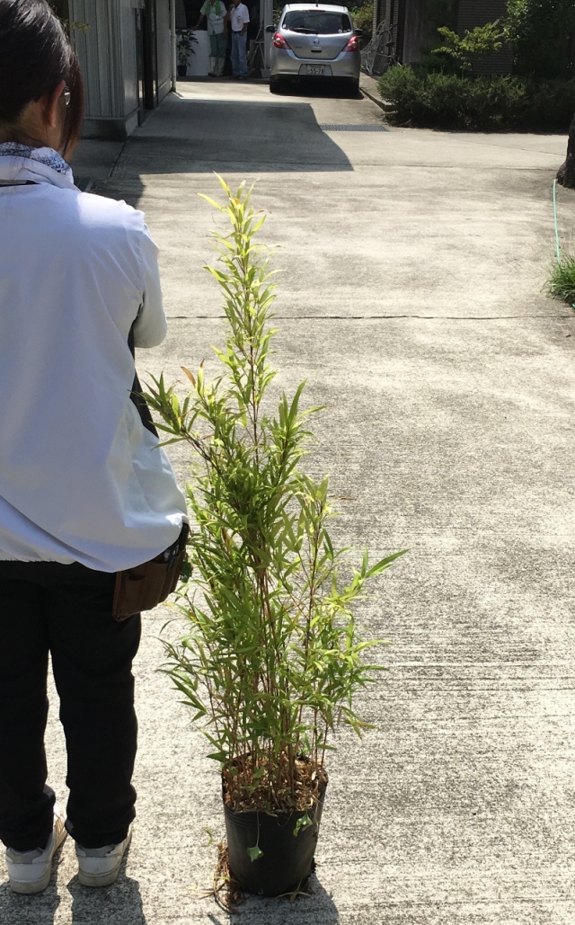紅寒竹　ベニカンチク　べにかんちく　植木組合