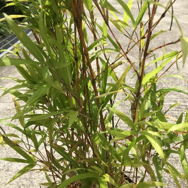 紅寒竹　ベニカンチク　べにかんちく　葉　植木組合