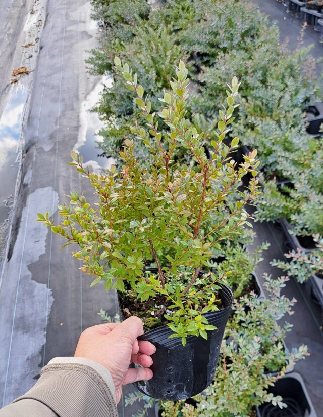 ブルーベリー　ネイティブ　プリティ