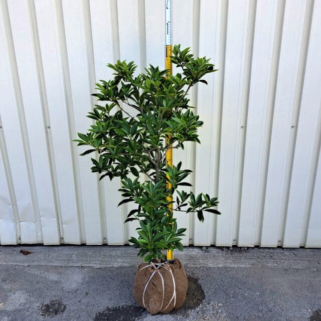 【現物4003】イリシュウム(イリシウム) ヘンリー 高さ約90cm 幅約40cm 根巻
