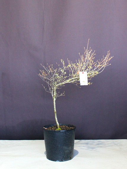 ドウダンツツジ 植木組合 ドウダンツツジ 植木組合