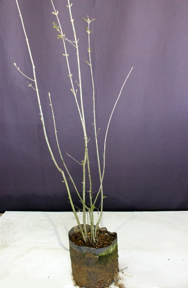 マルバアオダモ 株立ち 人気 植木 庭木 現品販売