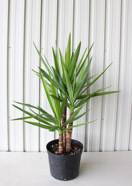 人気 植木 庭木 現品販売