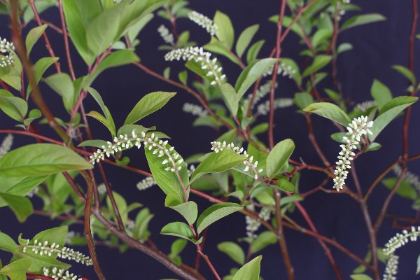 711　コバノズイナ　こばのずいな　植木組合　葉