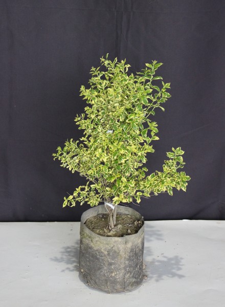 葉色 斑入り 植木組合 葉色 斑入り 植木組合