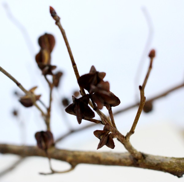 545　リキュウバイ　りきゅうばい　植木組合