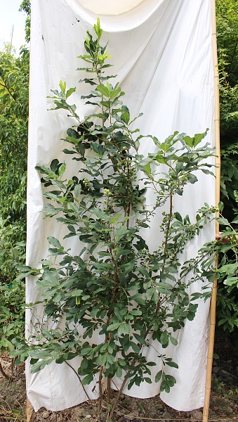 人気 植木 庭木 現品販売