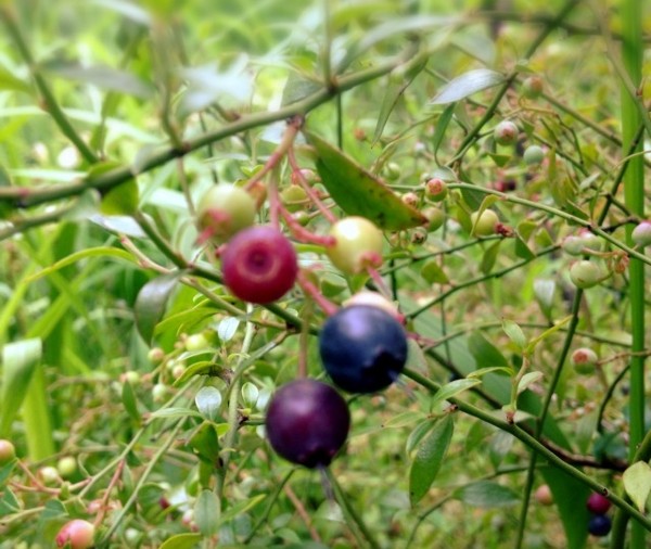 ビルベリー　1ｍ　びるべりー　葉　実　植木組合