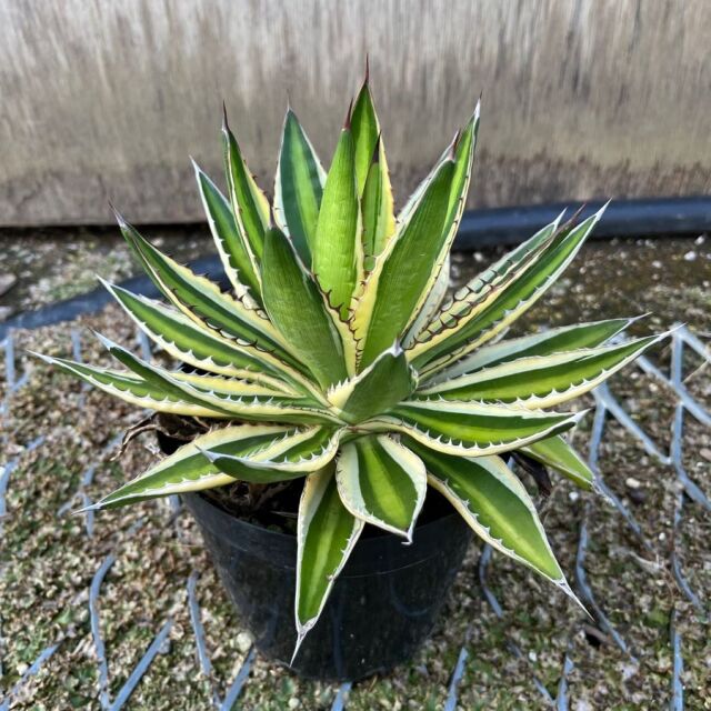 アガベ　五色万代　　植木組合　