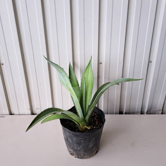6018　アガベ　アメリカーナ　あがべ　あめりかーな　葉　植木組合