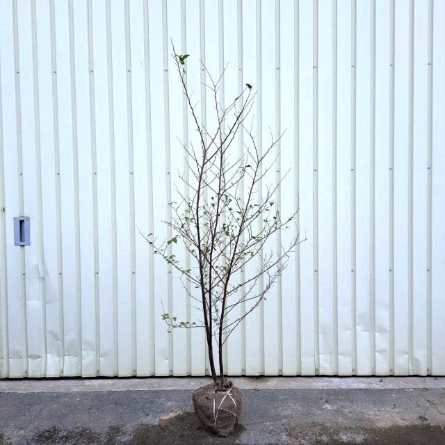 人気 植木 庭木 現品販売