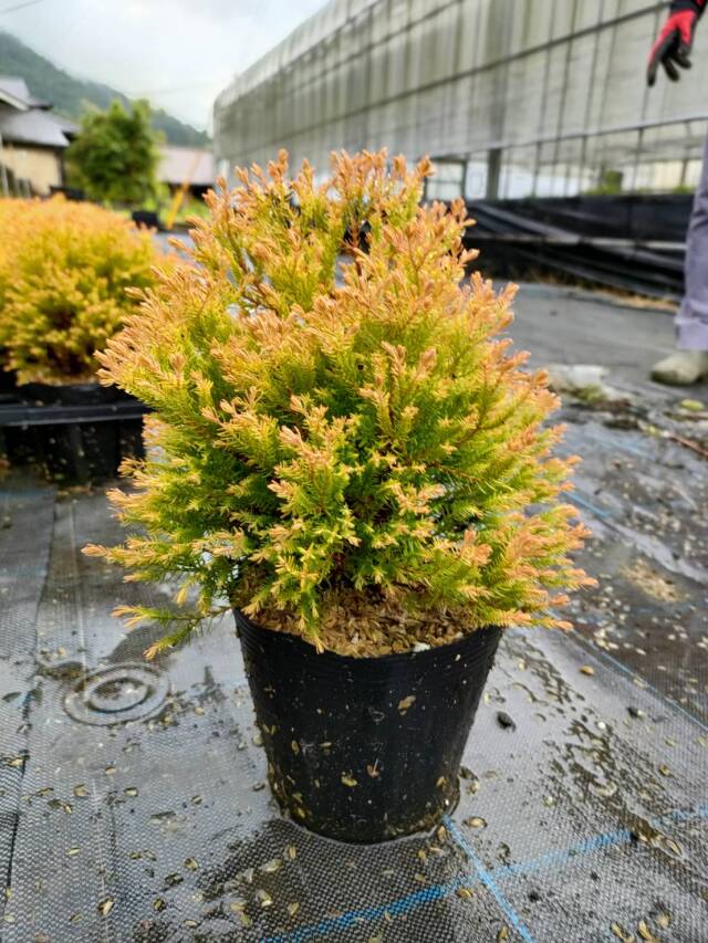 ラインゴールド　コニファー　植木　低木　鉢植え　植木組合