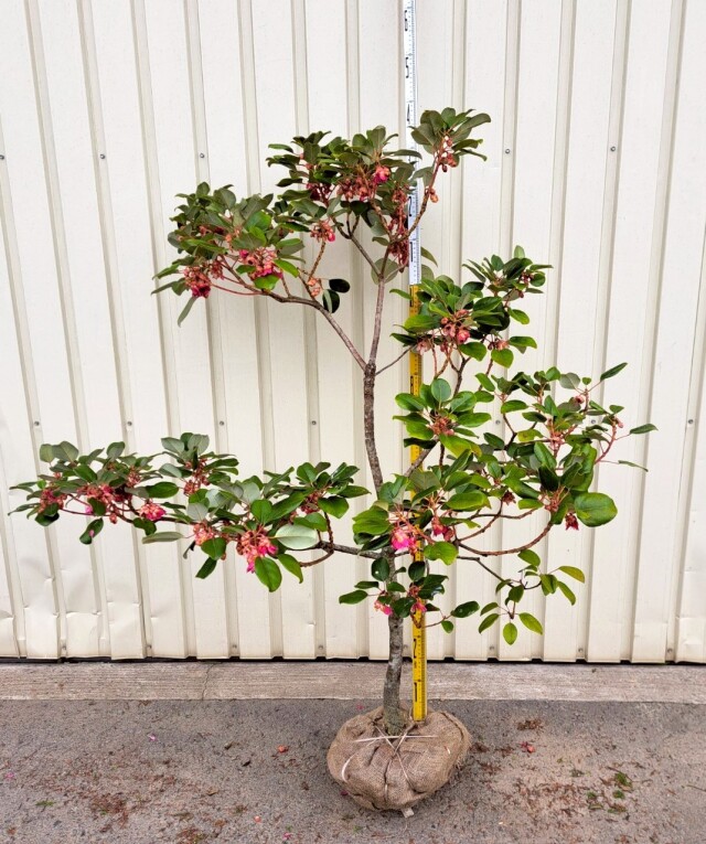 現物　ロドレイヤ　植木組合