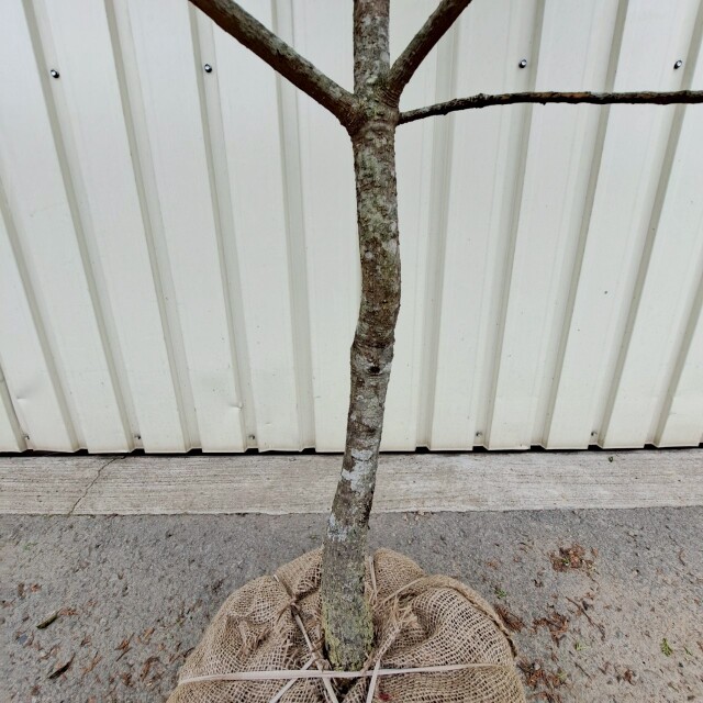 現物　ロドレイヤ　植木組合