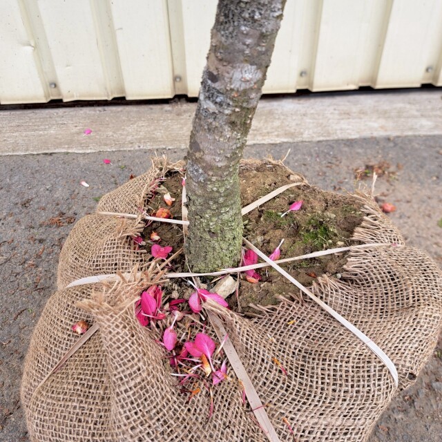 現物　ロドレイヤ　植木組合