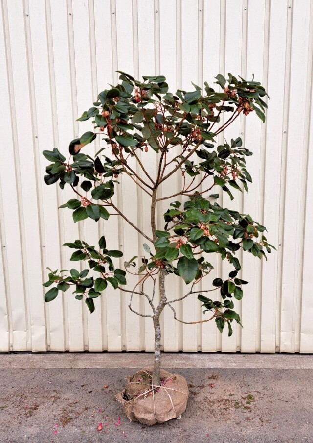 現物　ロドレイヤ　植木組合