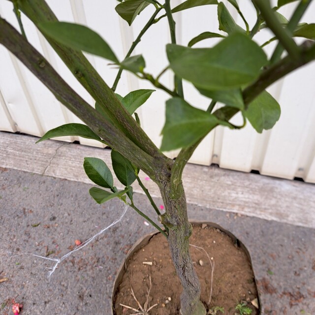 紅八朔　ベニハッサク　植木組合　柑橘