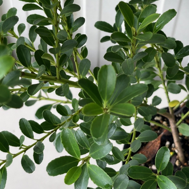 ハチジョウイヌツゲ　はちじょういぬつげ　植木組合　葉