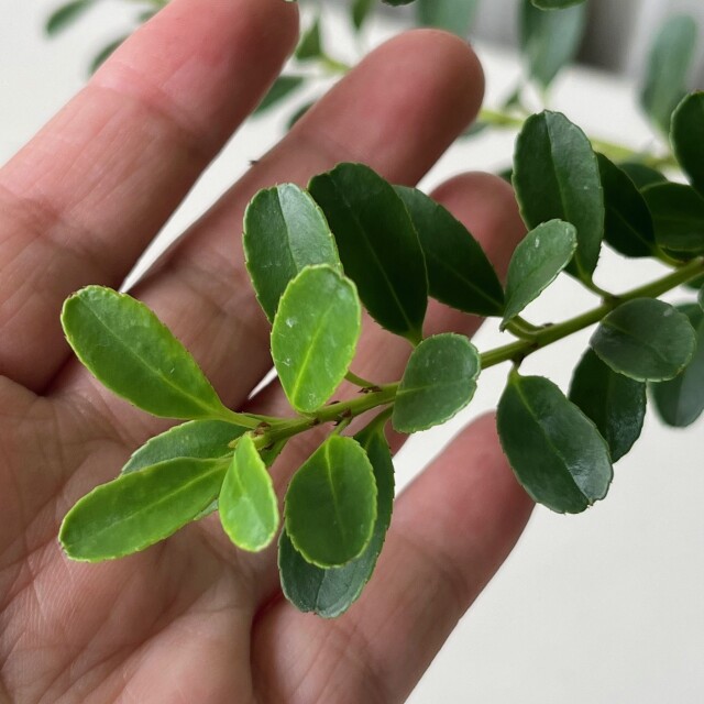 ハチジョウイヌツゲ　はちじょういぬつげ　葉　植木組合