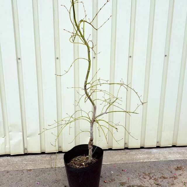 青枝垂れ　シダレモミジ　植木組合　現物