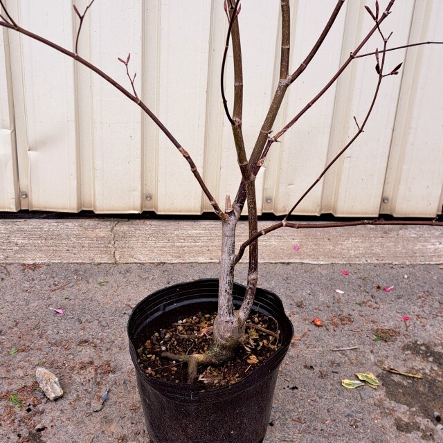 現物　ノムラモミジ　植木組合