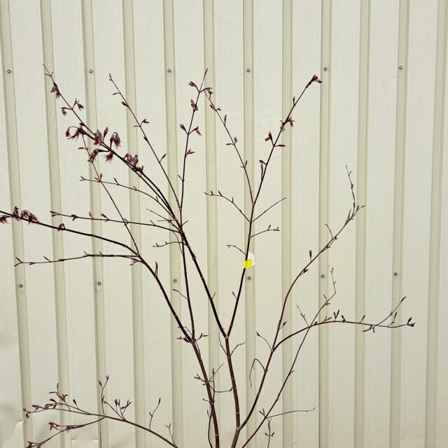 現物　ノムラモミジ　植木組合