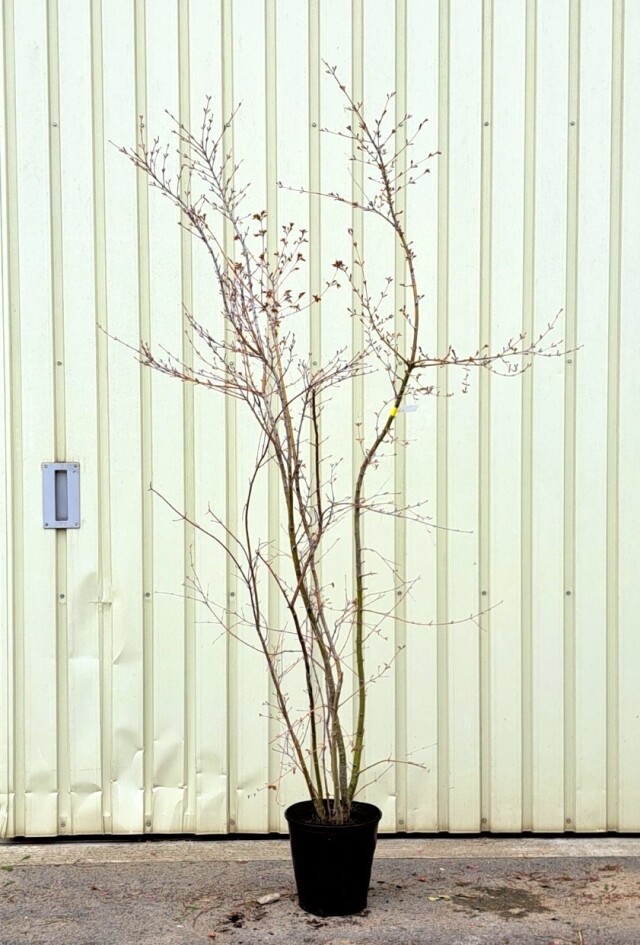 人気の植木、庭木 シンボルツリー 花木 苗木 低木 下草 グランドカバー  