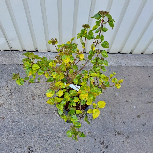 ハクサンボク　斑入り　フイリ　植木組合