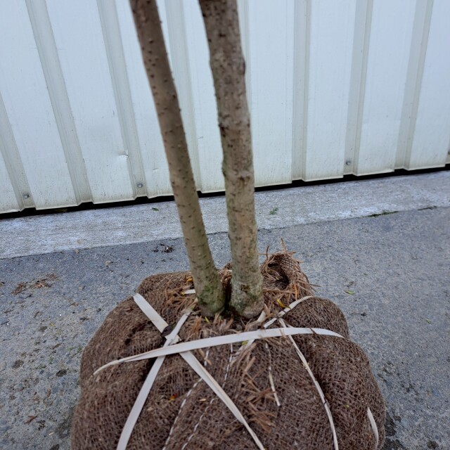アメリカヒトツバタコ　植木組合