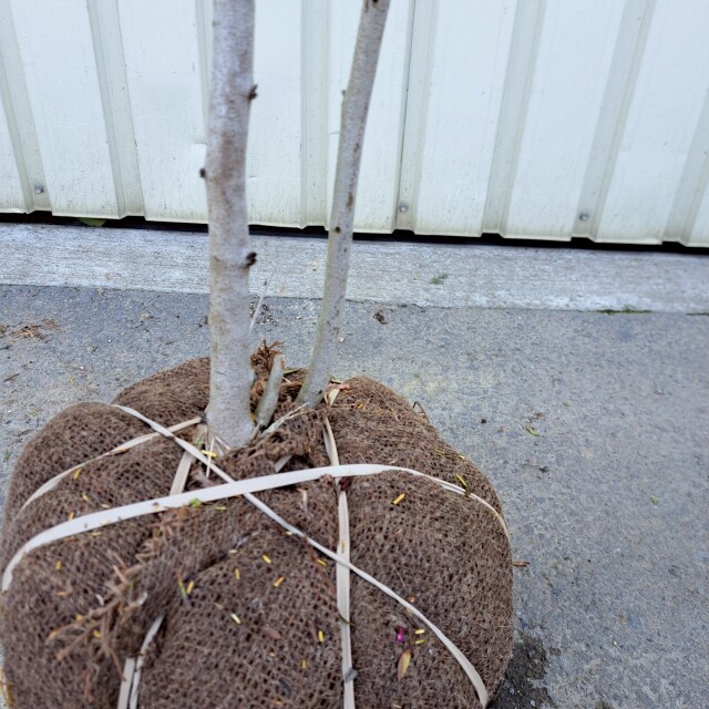ハナズオウ　植木組合