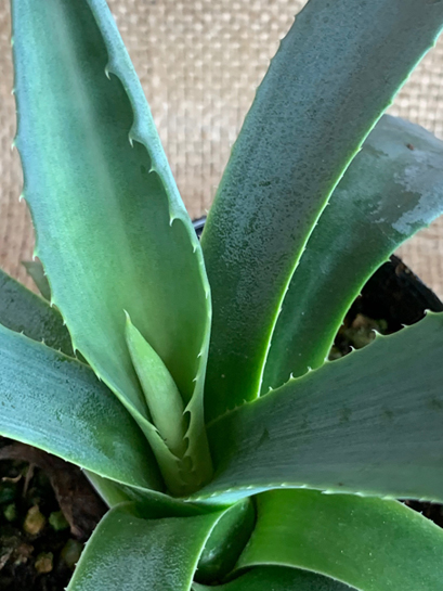 アガベ　アメリカーナ　あがべ　あめりかーな　葉　植木組合