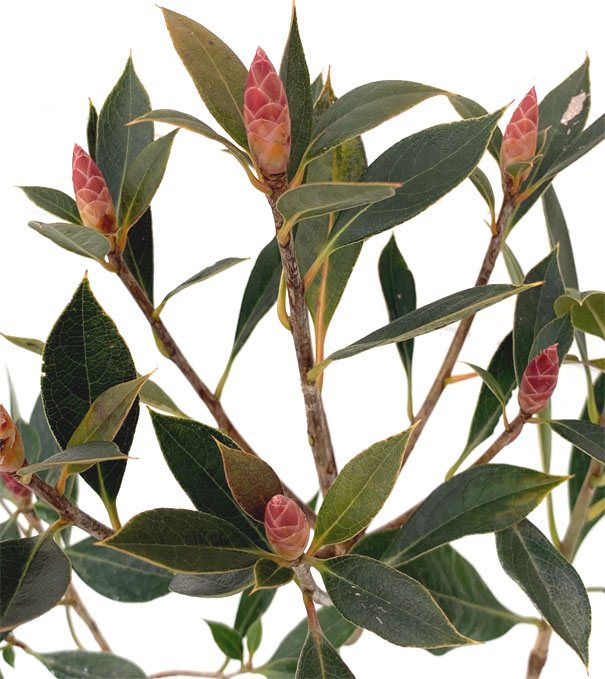 ホンコンドウダンツツジ　60ｃｍ　ほんこんどうだんつつじ　葉　植木組合