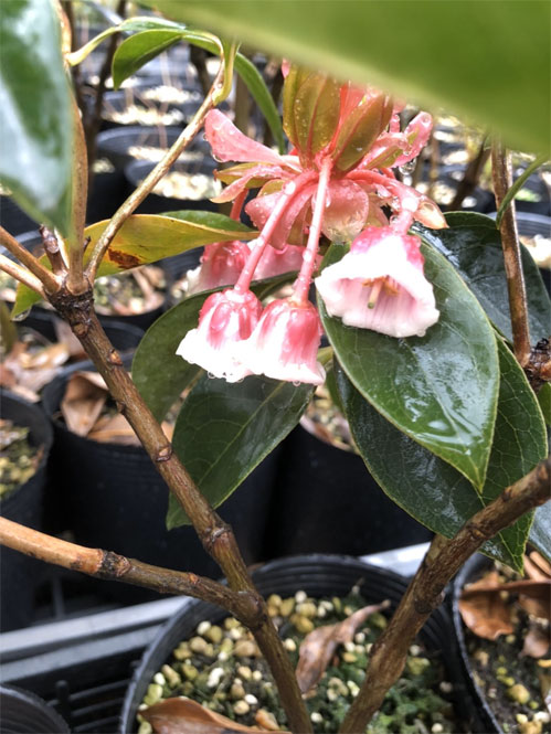 ホンコンドウダンツツジ　60ｃｍ　ほんこんどうだんつつじ　花　葉　植木組合