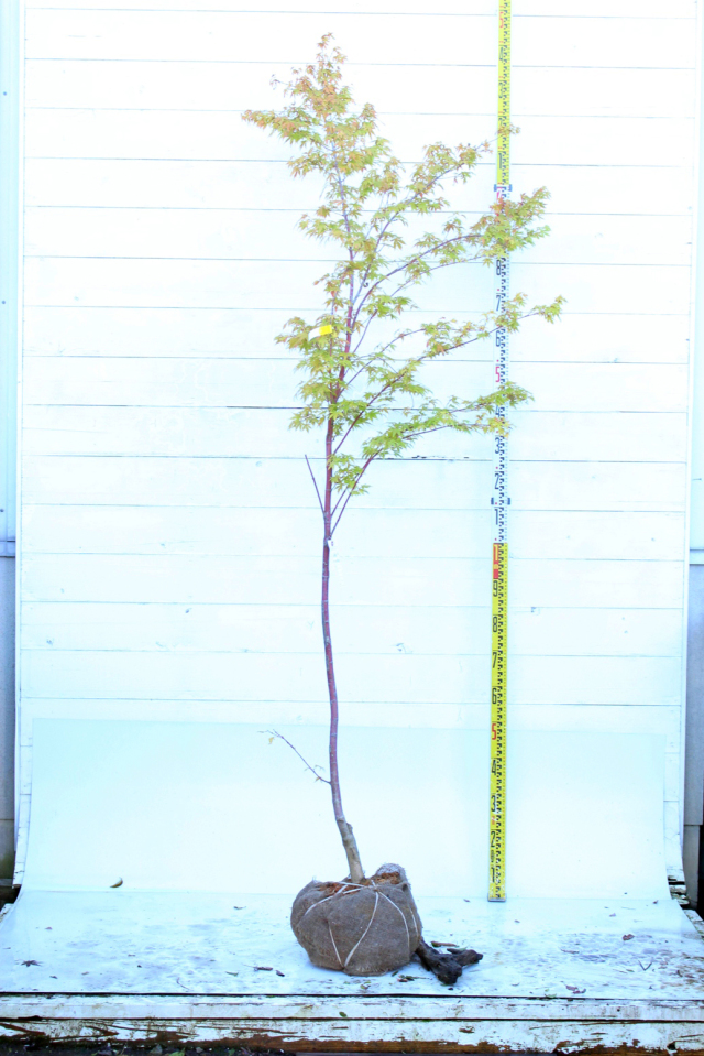 モミジ各種 植木組合