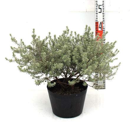 斑入りウエストリンギア　フイリウエストリンギア　ふいりうえすとりんぎあ　ボリューム株　葉　植木組合