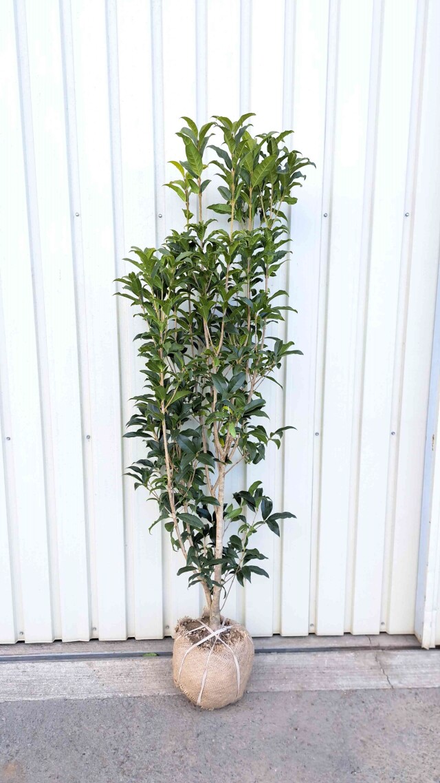 キンモクセイ　きんもくせい　金木犀　冬　植木組合