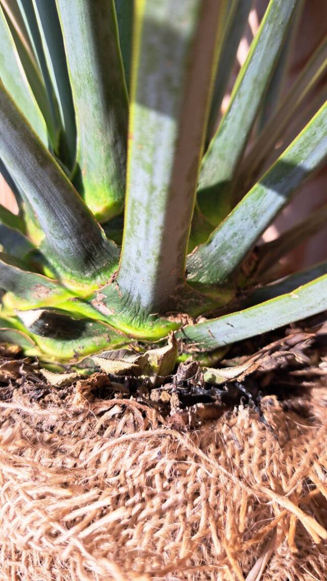ユッカロストラーダ　リギダ　ゆっかろすとらーだ　りぎだ　植木組合