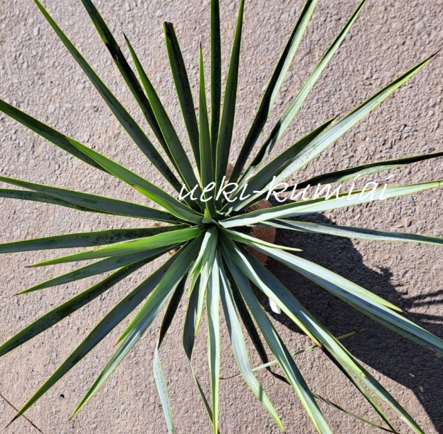 ユッカロストラーダ　リギダ　ゆっかろすとらーだ　りぎだ　植木組合