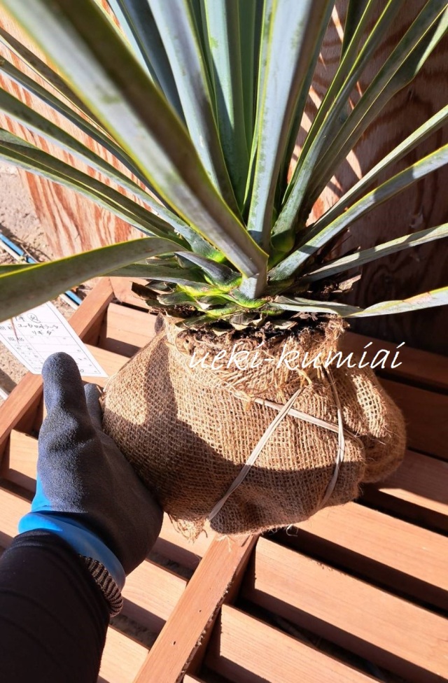 ユッカロストラーダ　リギダ　ゆっかろすとらーだ　りぎだ　植木組合