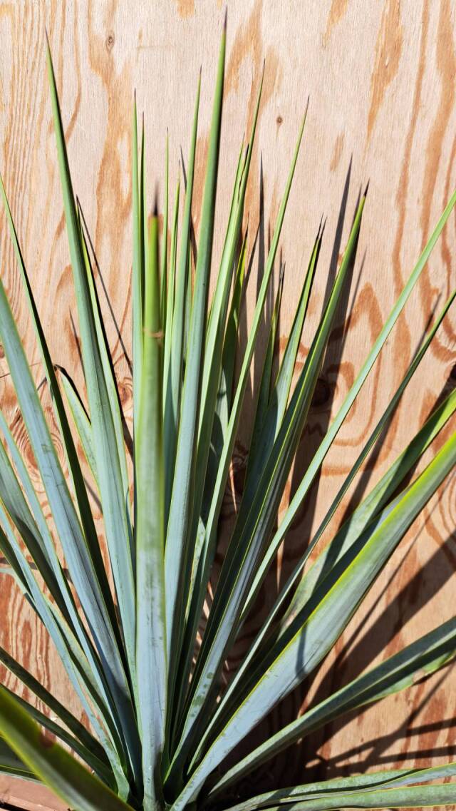 限定発売】ユッカ リギダ 高さ約50～60cm鉢含まず 根巻 Yucca rigida