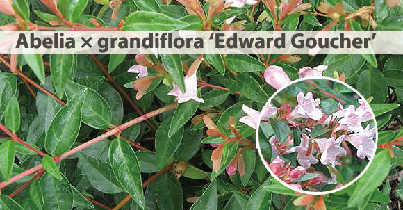 アベリア　エドワードゴーチャ　580バナー　植木組合