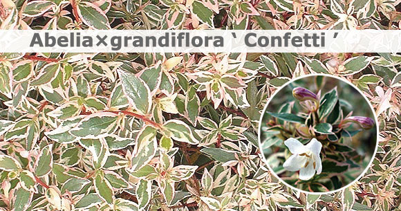 アベリア　コンフェッティ　580バナー　植木組合